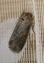 noctuid_838