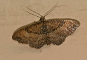 orthonama_img_4029