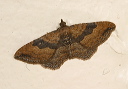 orthonama_img_4334