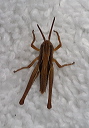 slant-faced_grasshopp_1123d