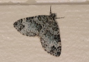 spargania_magnoliata352