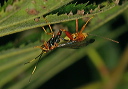 wasp4411
