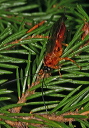 wasp_4391