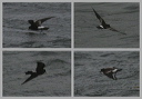 wilson_s_storm-petrel