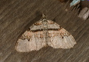 xanthorhoe_img_4356