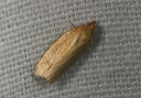 xenotemna_pallorana816