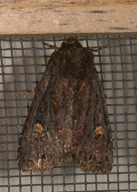 Apamea cogitata Noctuidae