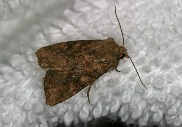 Loscopia velata Noctuidae