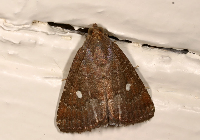 Amyna axis Noctuidae