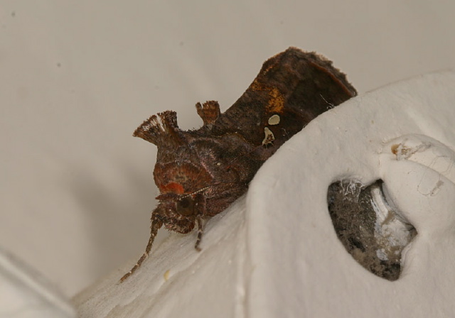 Autographa precationis Noctuidae