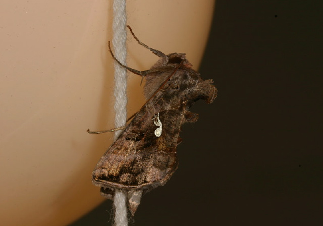 Autographa precationis Noctuidae