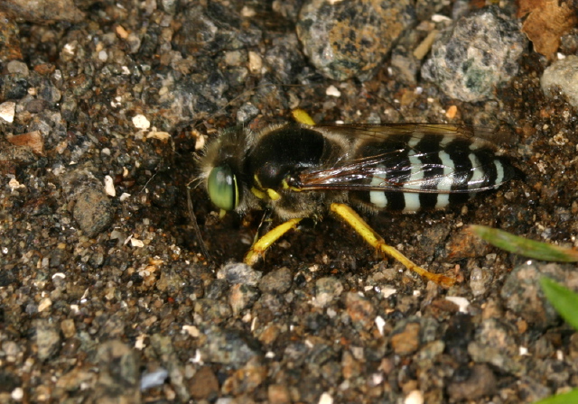 Bembix americana spinolae Crabronidae