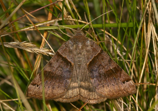 Caenurgina crassiuscula Erebidae