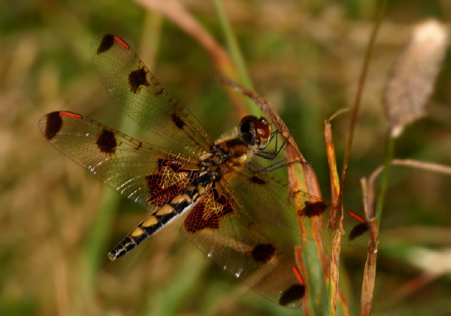 Celithemis elisa Libellulidae