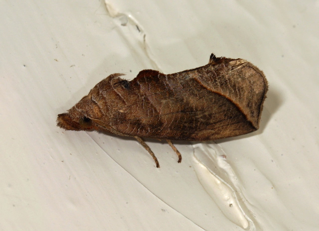 Calyptra canadensis Erebidae