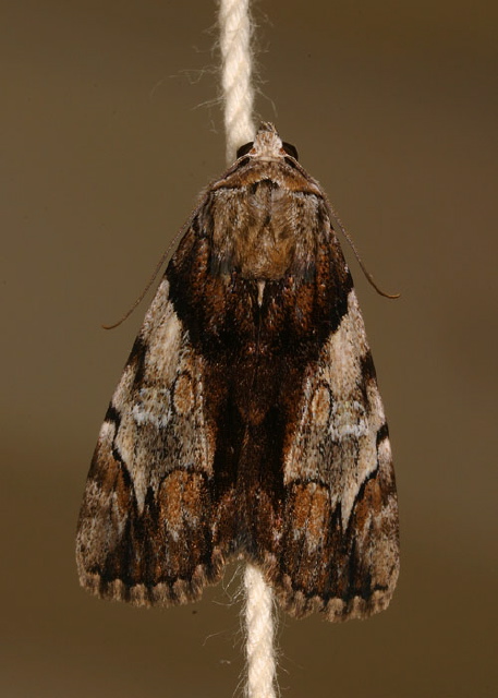 Catocala crataegi Erebidae