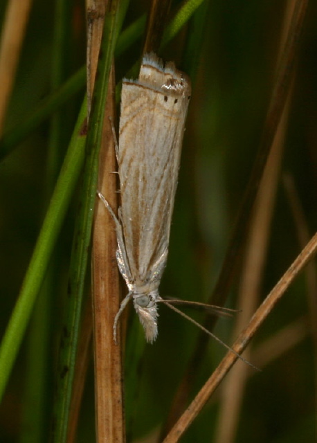 Chrysoteuchia topiarius Crambidae