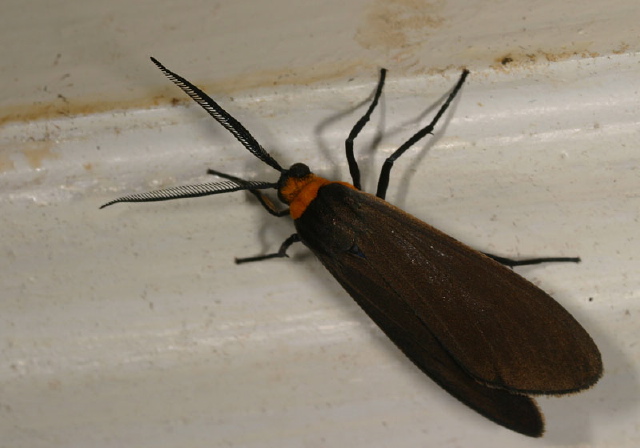 Cisseps fulvicollis Arctiidae