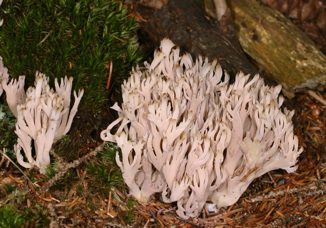 Clavulina cristata Clavulinaceae
