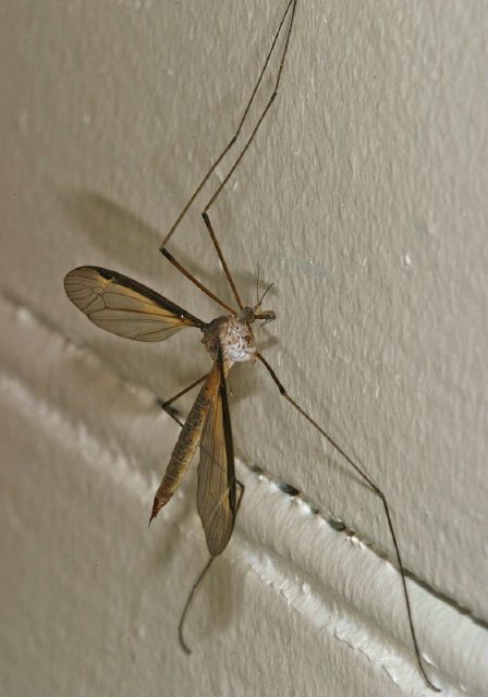 Tipula (Yamatotipula) sayi Tipulidae
