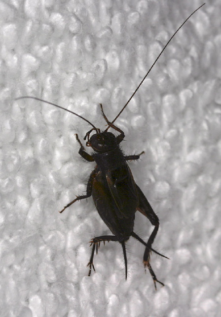 Allonemobius allardi Gryllidae