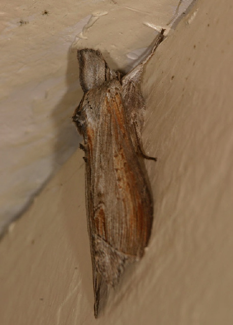 Cucullia asteroides Noctuidae