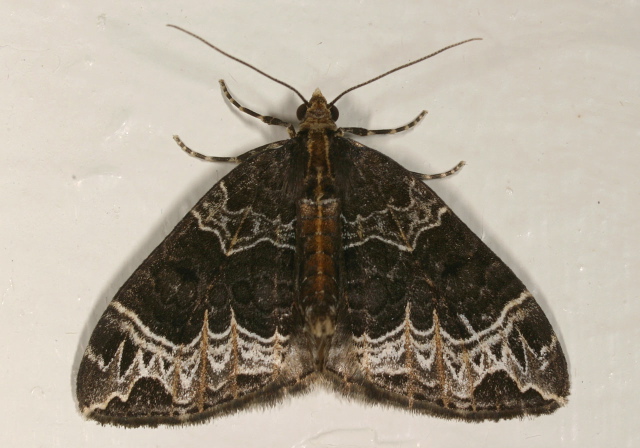 Ecliptopera silaceata Geometridae
