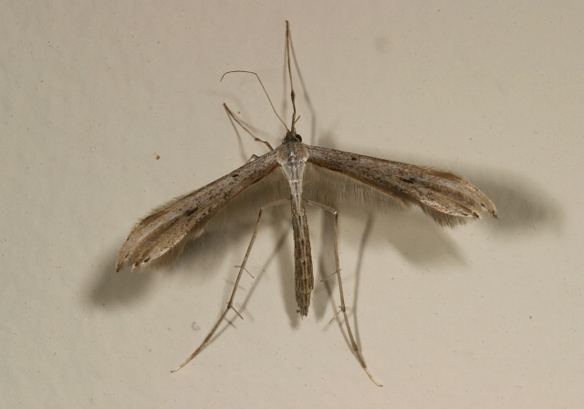 Emmelina monodactyla Pterophoridae