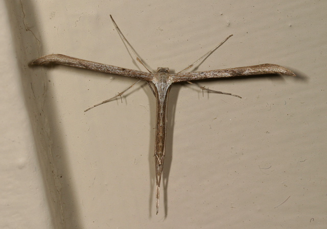 Emmelina monodactyla Pterophoridae