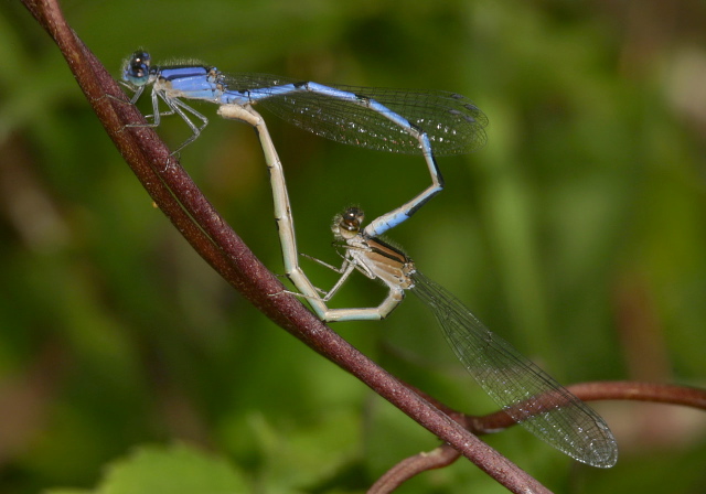Enallagma civile Coenagrionidae