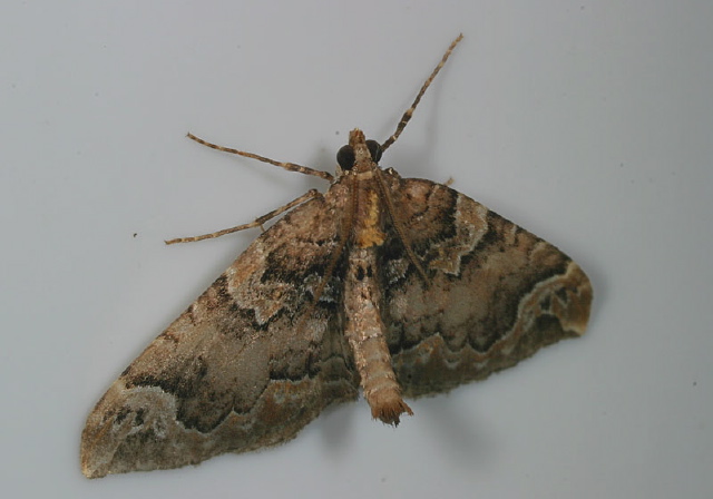 Eulithis serrataria Geometridae