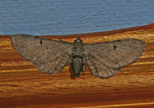 Eupithecia absinthiata? Geometridae