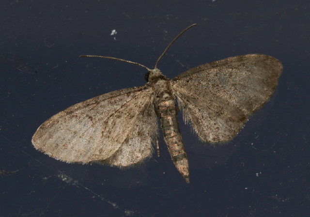 Eupithecia miserulata? Geometridae