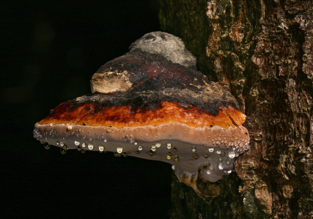 Fomitopsis pinicola Fomitopsidaceae
