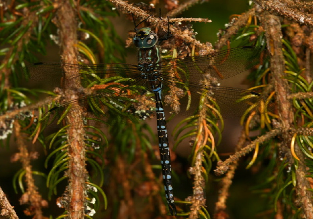 Aeshna verticalis Aeshnidae