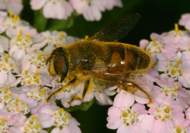Eristalis tenax Syrphidae