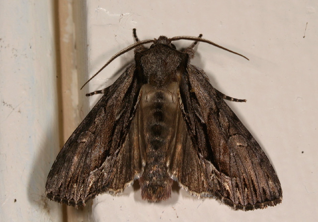 Hyppa xylinoides Noctuidae