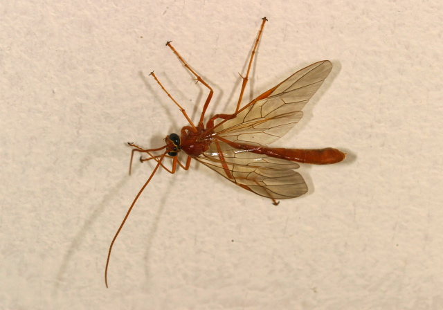   Ichneumonidae
