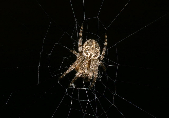 Larinioides sp. Araneidae
