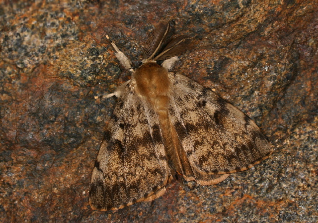 Lymantria dispar Erebidae