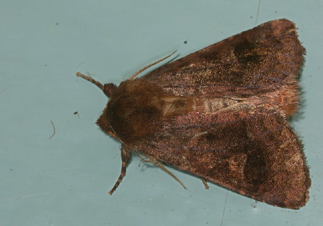 Nephelodes minians Noctuidae