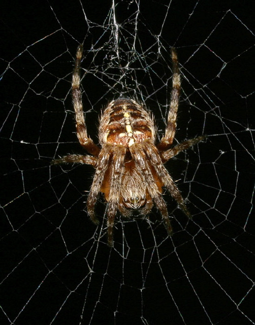 Araneus diadematus Araneidae