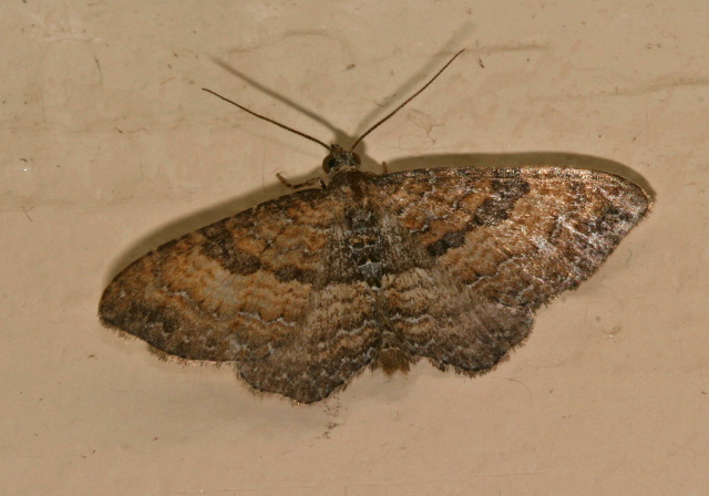 Orthonama obstipata Geometridae