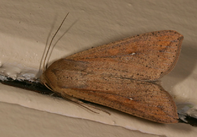 Mythimna unipuncta Noctuidae