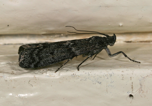 Pyla fusca? Pyralidae