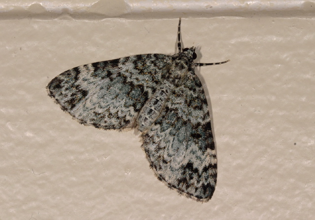 Spargania magnoliata Geometridae