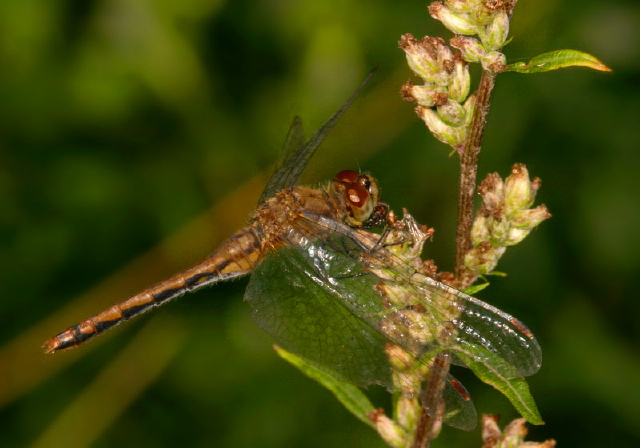 Sympetrum sp. Libellulidae