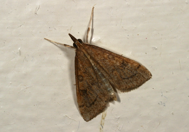 Udea rubigalis Crambidae