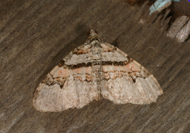Xanthorhoe labradorensis Geometridae