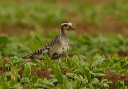 american_golden-plover531